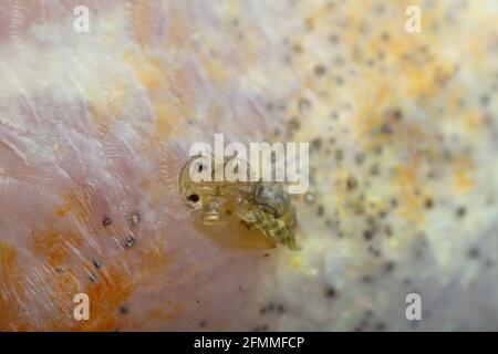 Gemeine Fischlaus, Argulus foliaceus auf Barsch, mit hoher Vergrößerung fotografiert Stockfoto