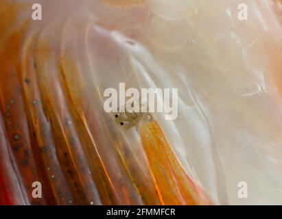 Gemeine Fischlaus, Argulus foliaceus auf Barsch, mit hoher Vergrößerung fotografiert Stockfoto