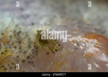 Gemeine Fischlaus, Argulus foliaceus auf Barsch, mit hoher Vergrößerung fotografiert Stockfoto