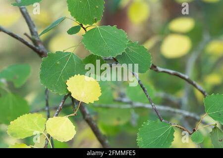 Im Herbst sind die Populus tremula Blätter auf dem Zweig der gewöhnlichen Espe Stockfoto