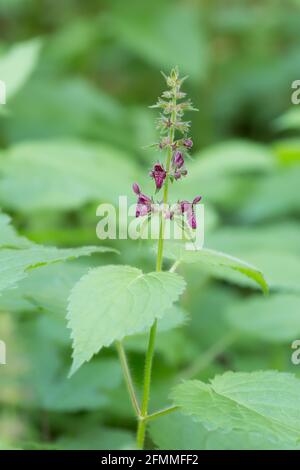 Blühende Heckenwundkraut, Stachys sylvatica Stockfoto