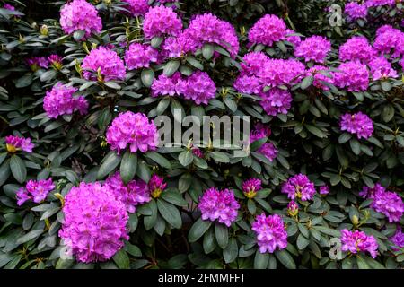 Rhododendron-Busch in voller Blüte, Great Smoky Mountains National Park, North Carolina Stockfoto