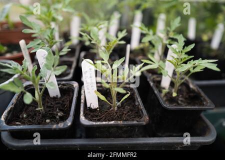 Tomatensämlinge, die Gärtner genannt werden, erfreuen sich an dem Anbau in kleinen Töpfen in einem grünen Haus. Stockfoto