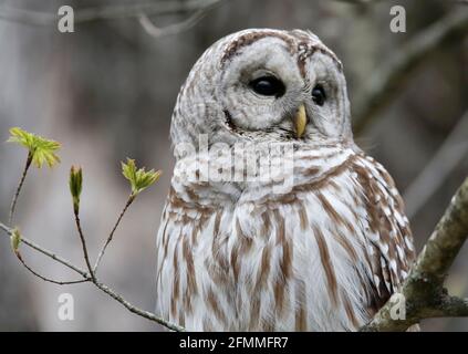 Eine Sperlingskauze sitzt auf einem Baum im Wald in Fletcher, Vermont, USA. (FOTO/Hasan Jamali) Stockfoto