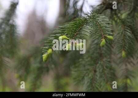 Nahaufnahme der jungen Triebe auf einem Tannenzweig in Der Wald Stockfoto