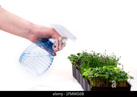 Weibliche Hand mit einem Sprüher, der ein Microgreens wässert. Konzept des gesunden Lebensstils und Heimgarderei. Stockfoto