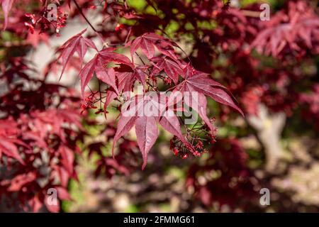 Rote Ahornzweige mit den charakteristischen Palmateblättern und kleine Samen mit divergierenden Flügeln. Unscharfer Hintergrund mit einem Hauch von Grün und Braun. Stockfoto