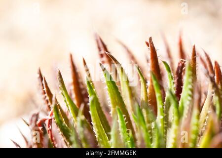 Nahaufnahme einer Aloe. Im Vordergrund die jungen grünen Blätter mit weißen Dornen, hinter den älteren in rötlichen Tönen. Stockfoto