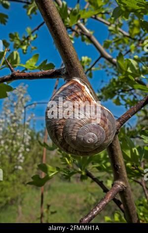 Die Schnecke klebte auf dem Ast des Obstbaums.(Helix pomatia). Stockfoto