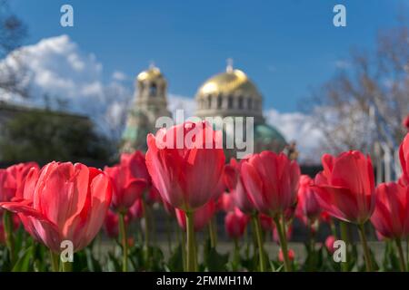 Tulpen mit Alexander-Newski-Kirche im Hintergrund, Sofia Bulgarien Stockfoto