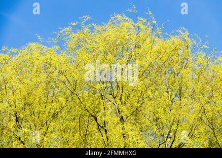 Blaue gelbe Farben, blühende Bäume zerklüften die Weide gegen den Himmel Salix fragilis Willow Tree Stockfoto