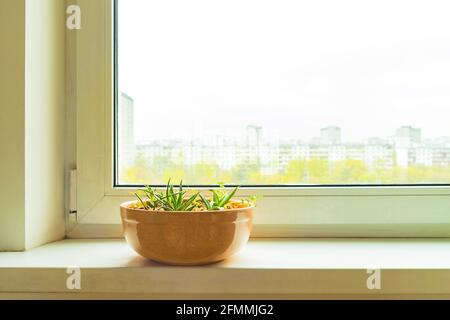 Sukulente Hauspflanzen in keranischem Blumentopf auf weißem Fenster Schweller auf verschwommenem Stadthintergrund Stockfoto