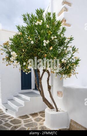 Typisch griechische Vegetation in den Straßen der Altstadt von Parikia auf der Insel Paros. Kykladen, Griechenland Stockfoto