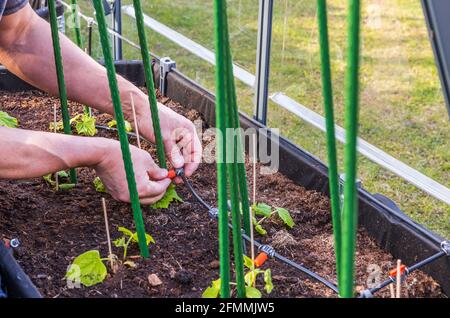 Nahaufnahme der männlichen Hände, die ein automatisches Bewässerungssystem im Gewächshaus installieren. Schweden. Stockfoto