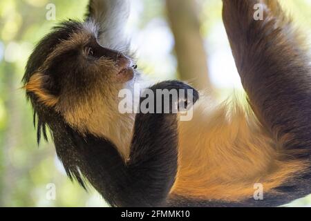 Wolf's Guenon (Cercopithecus wolfii), ein Affe der Alten Welt aus dem Nahen Afrika, im Zoo Atlanta in Atlanta, Georgia. (USA) Stockfoto