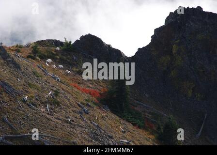 Bergziegen, die auf einem Kaskade-Berggipfel ruhen Stockfoto