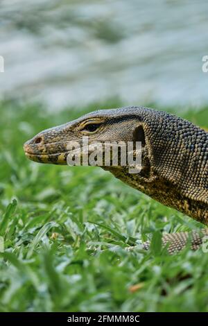 Wasser Monitor im Lumpini Park, Bangkok, Thailand Portrait Nahaufnahme Stockfoto