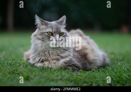 Graue Katze liegt im Garten Stockfoto