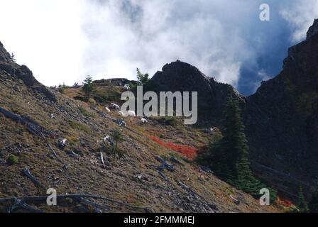 Bergziegen, die auf einem Kaskade-Berggipfel ruhen Stockfoto