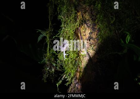 Frosch im Moos Stockfoto