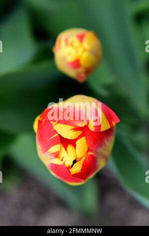Rote und gelbe Blüten von Frühlingsblumen auf einem sonnigen Tag im Garten Stockfoto