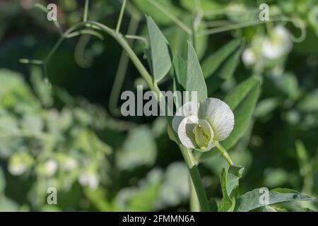 pea-Pflanzenblüten aus der Nähe mit Sonnenlicht im Freien Stockfoto