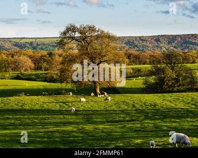 Goldene Stunde mit Schafen faulenzen in grünen Wiesen fangen die Letzte Strahlen der späten Nachmittagssonne Stockfoto