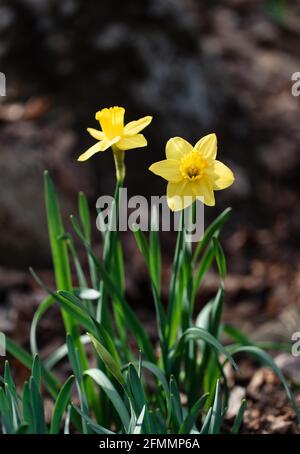 Gelbe Narzissen in voller Blüte draußen an einem Frühlingstag. Stockfoto