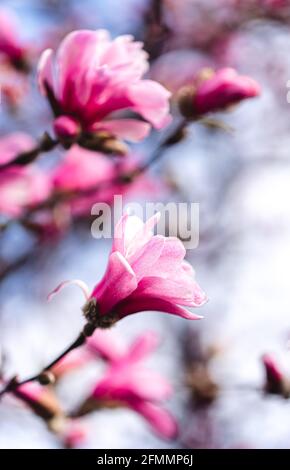 Die rosa Magnolie blüht an einem Frühlingstag auf den Ästen eines Baumes. Stockfoto