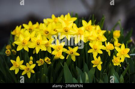 Kleine gelbe Narzissen in voller Blüte an einem Frühlingstag. Stockfoto