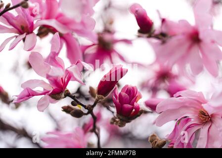 Die rosa Magnolie blüht an einem Frühlingstag auf den Ästen eines Baumes. Stockfoto