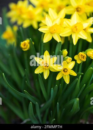 Kleine gelbe Narzissen in voller Blüte an einem Frühlingstag. Stockfoto