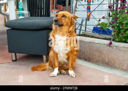 Medellin, Antioquia, Kolumbien - März 27 2021: Mongrel Brown Dog beim Anschauen in der Comuna 13, Touristenviertel von Medellin, Kolumbien Stockfoto