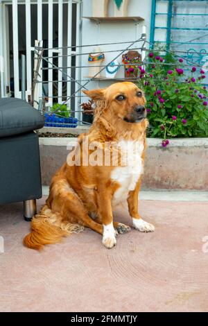 Mongrel Brown Dog starrt in der Comuna 13, Touristenviertel von Medellin, Kolumbien Stockfoto