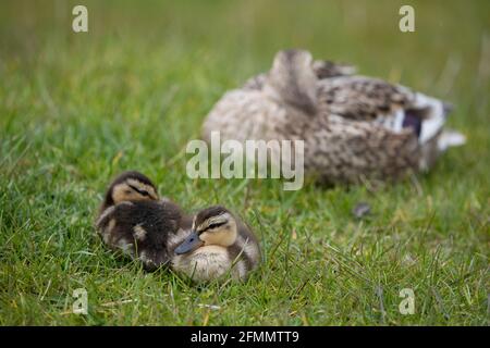 Mallard mit ihren Entchen im Frühling, North Yorkshire, Großbritannien. Die Mallard- oder Wildente (Anas platyrhynchos) ist eine taumelnde Ente tha Stockfoto