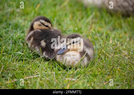 Zwei süße Mallard-Enten im Frühling, North Yorkshire, Großbritannien. Stockente oder Wildente (Anas platyrhynchos) Stockfoto