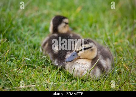 Zwei süße Mallard-Enten im Frühling, North Yorkshire, Großbritannien. Stockente oder Wildente (Anas platyrhynchos) Stockfoto