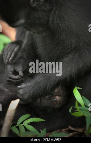 Sulawesi-Schwarzkammmakaken (Macaca nigra) pflegen im Wald von Tangkoko, Nord-Sulawesi, Indonesien. Primate Wissenschaftler zeigten, dass die Kontaktnetzwerke dieser kritisch gefährdeten Makaken robust sind. Soziale Verbindungen und Aktivitäten werden stark von der sozialen Hierarchie beeinflusst und durch Verwandtschaft nur schwach eingeschränkt eingeschränkt. Stockfoto