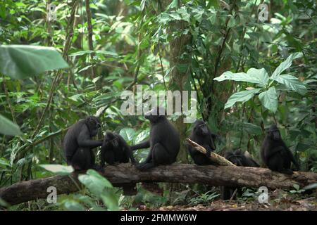 Celebes Crested Macaques Grooming während der sozialen Aktivität im Tangkoko Wald, Nord-Sulawesi, Indonesien. Primate-Wissenschaftler haben gezeigt, dass die Pflegenetzwerke in diesen vom Aussterben bedrohten Makaken robust sind. Soziale Verbindungen und Aktivitäten werden stark von sozialer Hierarchie beeinflusst und durch Verwandtschaft schwach eingeschränkt. Stockfoto