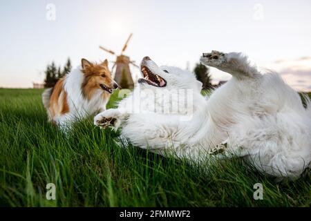 Zwei Hunde spielen auf dem Rasen. Mühle im Hintergrund. Sheltie und Samoyed - Bjelkers Freundschaft Stockfoto