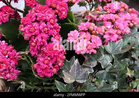 Kalanchoe blossfeldiana Florist kalanchoe / Flaming Katy – kleine tiefrosa Rosenknospen-ähnliche Blüten und fleischige Blätter mit gefalztem Rand, Mai, England, Stockfoto