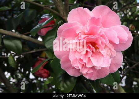 Camellia x williamsii ‘Debbie’ Camellia Debbie – tiefrosa Halbblüten mit zerzauste Mitte, Mai, England, Großbritannien Stockfoto