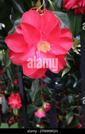 Camellia japonica ‘Red Hots’ Camellia Red Hots – röhrenförmige halbdoppelte rote Blume, Mai, England, Großbritannien Stockfoto