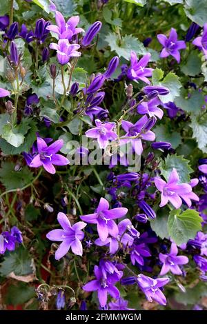 Glockenblumen der Glockenblume Campanula portenschlagiana – Masse kleiner purpurner trichterförmiger Blüten, Mai, England, Großbritannien Stockfoto