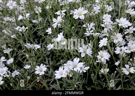 Cerastium tomentosum Schnee-im-Sommer / staubiger Müller – gekerbte weiße Blüten mit grauen Streifen und behaarten kleinen silbergrauen Blättern, Mai, England, UK Stockfoto