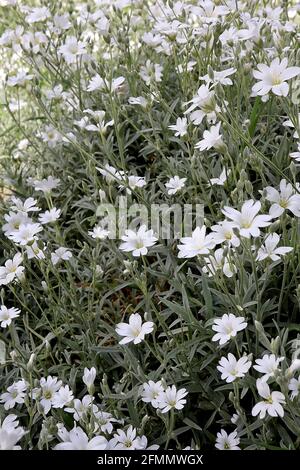 Cerastium tomentosum Schnee-im-Sommer / staubiger Müller – gekerbte weiße Blüten mit grauen Streifen und behaarten kleinen silbergrauen Blättern, Mai, England, UK Stockfoto