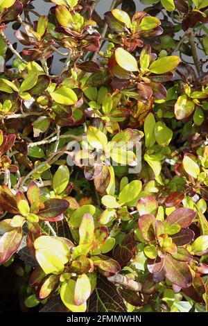 Coprosma repens ‘Pina Colada’ aussehende Glaspflanze Pina Colada – apfelgrüne Blätter mit unregelmäßigen kastanienroten Markierungen, Mai, England, Großbritannien Stockfoto