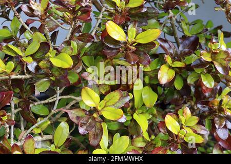 Coprosma repens ‘Pina Colada’ aussehende Glaspflanze Pina Colada – apfelgrüne Blätter mit unregelmäßigen kastanienroten Markierungen, Mai, England, Großbritannien Stockfoto