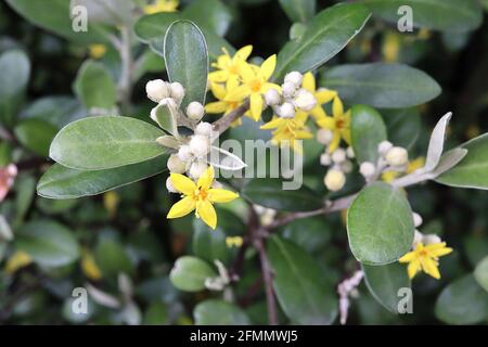 Corokia cotoneaster Drahtgefleinerter Busch – kleine sternförmige gelbe Blüten und kleine dunkelgrüne Blätter, Mai, England, Großbritannien Stockfoto