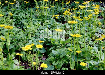 Doronicum orientale ‘Goldcut’ Leopardenbane Goldcut – gelbe Gänseblümchen-ähnliche Blüten an hohen Stielen, Mai, England, Großbritannien Stockfoto